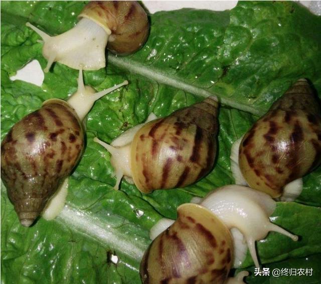 白玉蜗牛养殖加盟泰国七日游可以吗 白玉蜗牛能养吗？