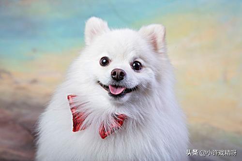 动物作文400字四年级（动物作文400字四年级小仓鼠）