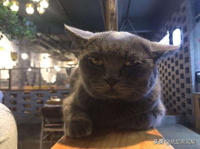 宠物行业发展前景怎么样,第1张
