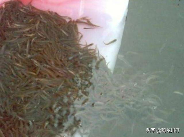 成龙饲料-成龙饲料有限公司