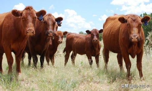 山东肉牛养殖利润多少钱一瓶-山东肉牛养殖基地怎么样