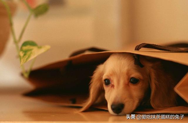 給寵物起個名字?給寵物起個名字好聽!