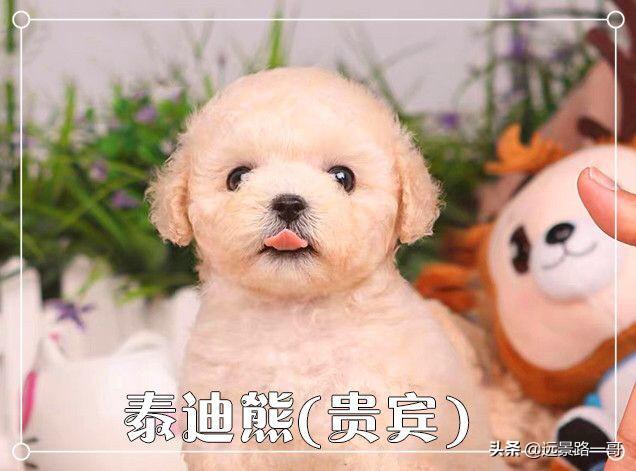 广州去哪里挑选狗狗比较靠谱？