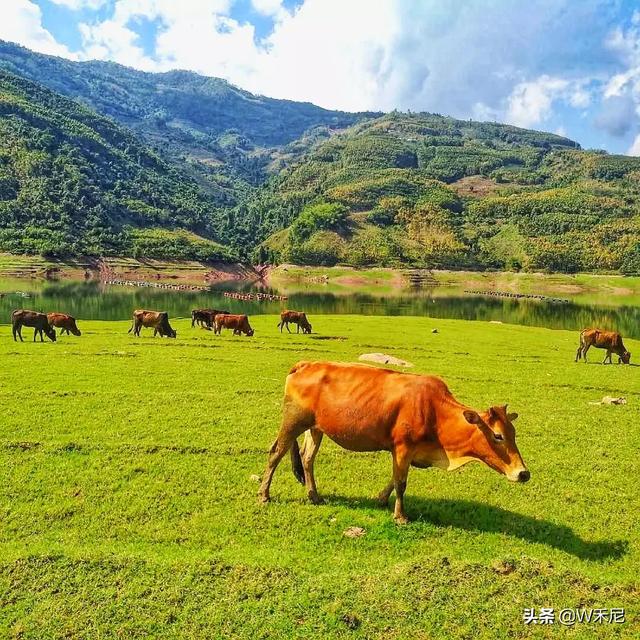 云南普洱市思茅区采摘园好一点的农家乐最好耍的有哪些,思茅环境好的农家乐