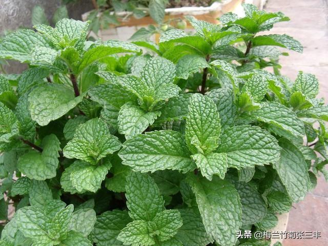 阳台种植鱼香,阳台种植鱼香草好吗