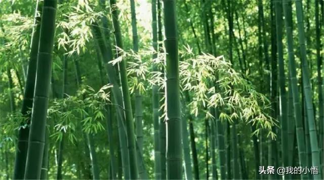 登攀草书字体