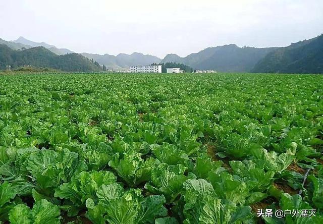 海外生活有机蔬菜，国外有机蔬菜