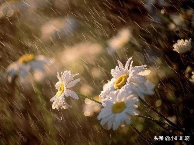 [雨打风吹]风吹雨打是不是一个成语？