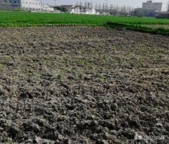 土壤不够肥沃怎么改善(图10)