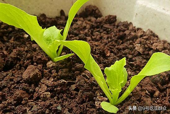 生菜种植时间和方法，奶油生菜种植时间和方法