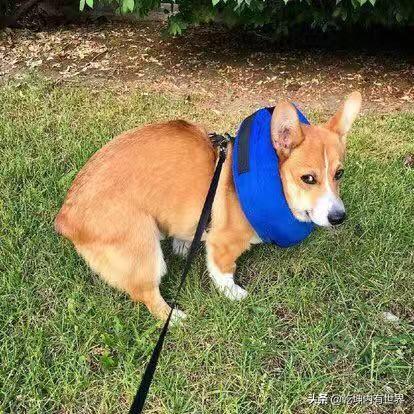 捡到一只流浪狗（捡到一只流浪狗养不下去）