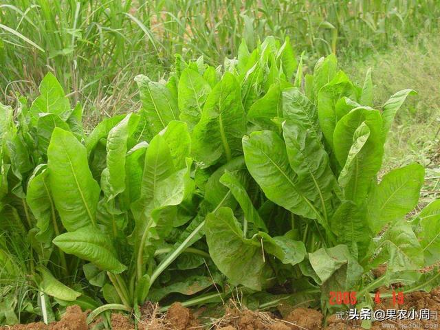 果园里适合种植什么草,果园里适合种植什么草莓