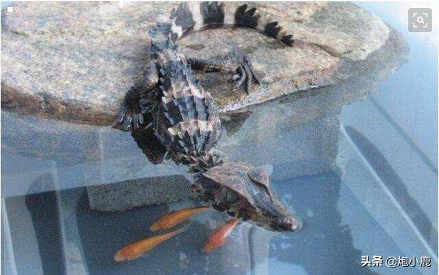 寵物鱷魚怎么養?寵物鱷魚怎么養殖!