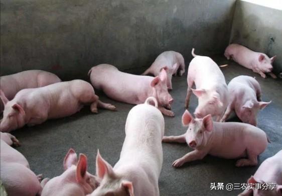 回到老家开农场（回到老家开农场 闲倚枝）