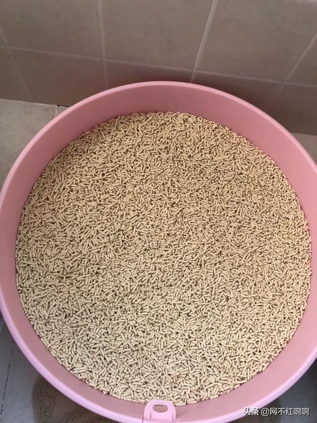 准备去接领养的猫咪，需要带些什么呢