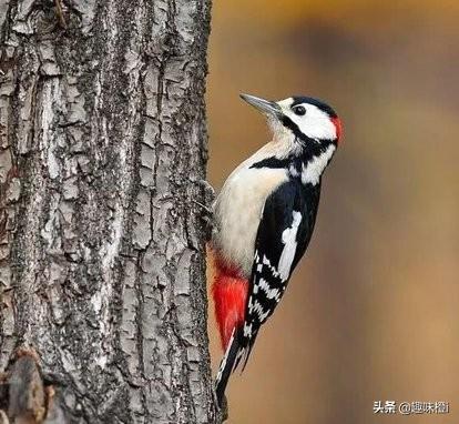 啄木鸟的童话故事作文（啄木鸟题材童话作文）