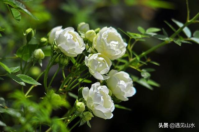 花木养护员怎么样