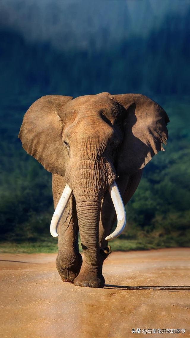 总裁前夫缠上门全文免费阅读