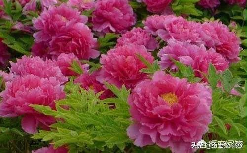 盘你是什么意思？：盘你