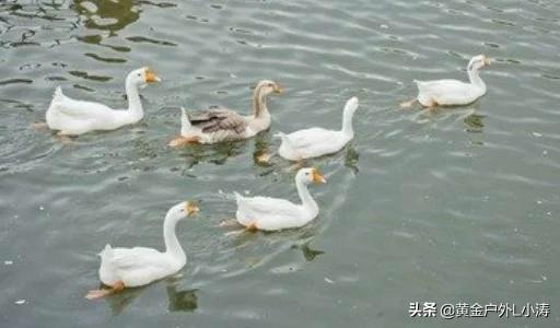 湖南长得快饲料有限公司-湖南长得快饲料有限公司吴坤