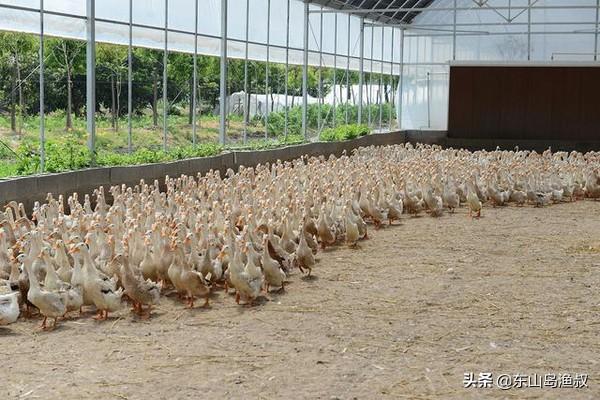 蛋鸭养殖前景-蛋鸭养殖前景如何