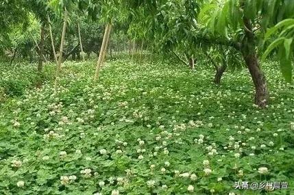 果园适合种植什么草种子,果园适合种植什么草种子呢