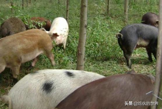 时间就是一把猪饲料-时间就是一把猪饲料 散文