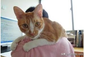 怎么训练猫咪学会“坐在主人肩膀上”,第3张