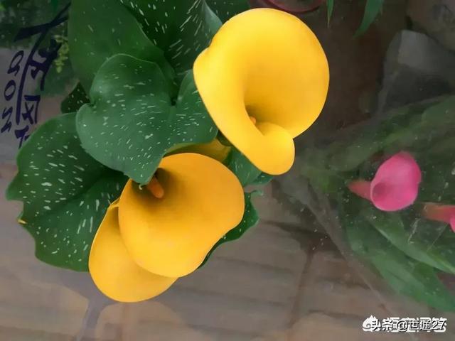 花卉种植基地 种植时间-花卉种植基地 种植时间表