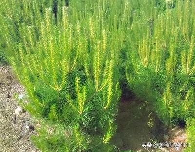 油松苗价格 （油松苗价格表与规格）