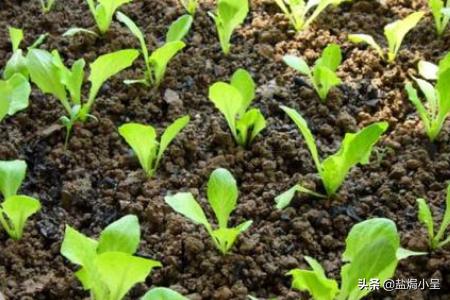 阳台生菜种植方法,阳台生菜种植方法和注意事项