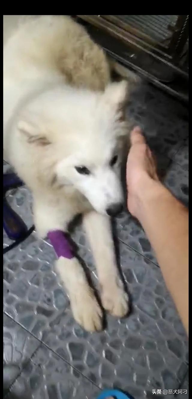 寵物生病?寵物生病去獸醫站還是去寵物醫院!