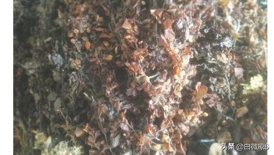 马尾藻怎么做好吃(图5)