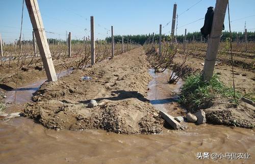 夏季树苗浇水一般什么时候浇