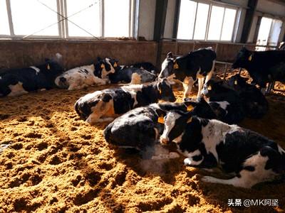 农村卖牛怎么联系卖家 成年肉牛如何销售？