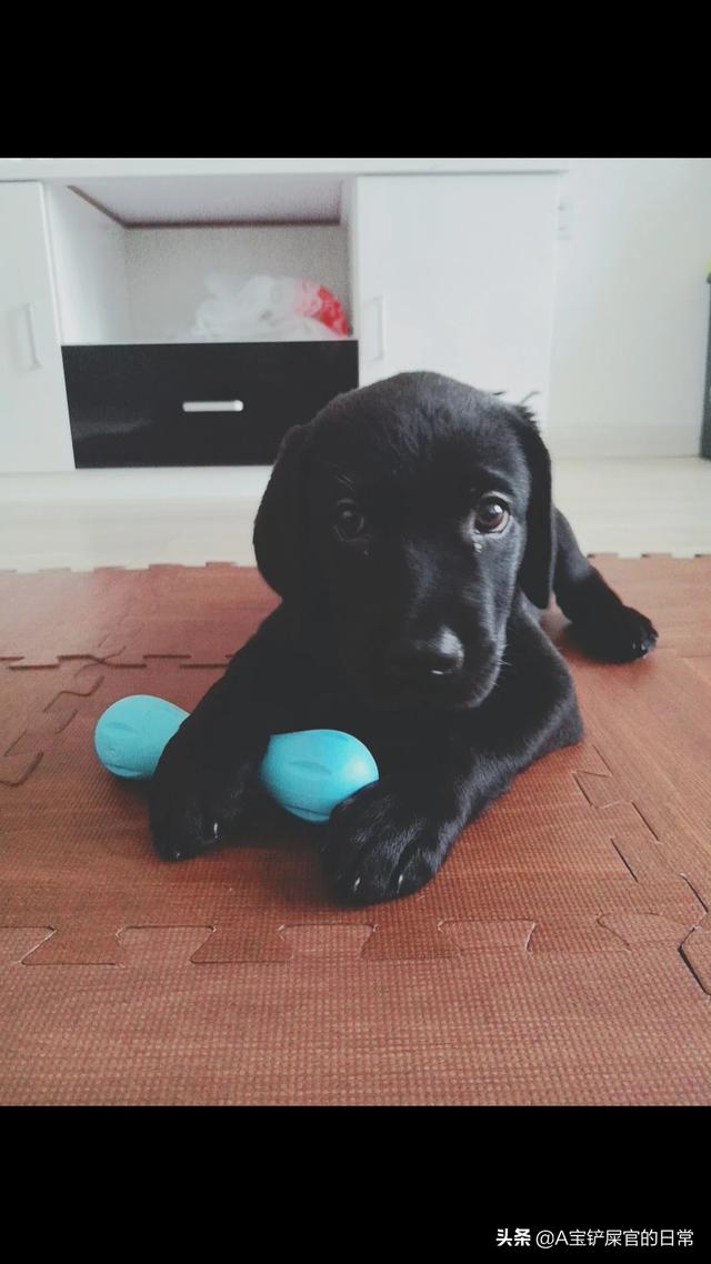 导盲犬带主人迷路怎么办_拒绝导盲犬后果很严重？