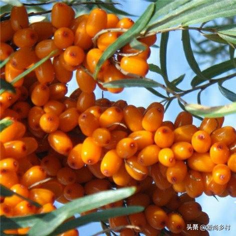 所有北方可以种植的水果(图1)