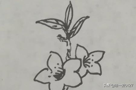 春天的花卉简笔? 春天的花卉简笔画!