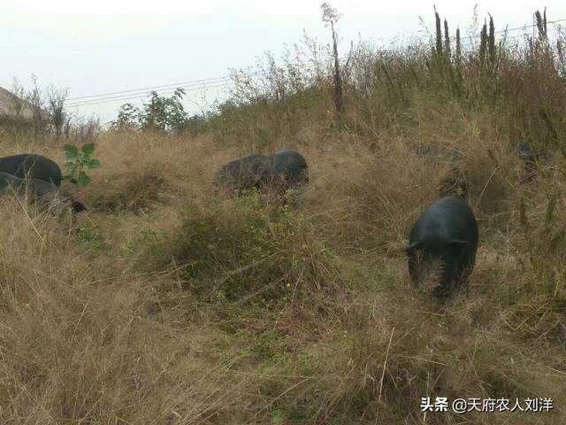 为什么粮食价格会高于生猪，为什么粮食价格会高于生猪价格