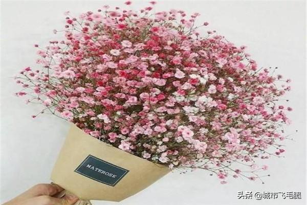 满天星怎么种植（满天星怎么种植水培）