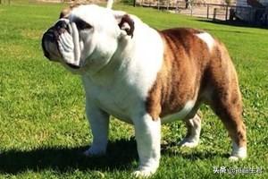 沉默的斗牛犬?沉默的斗牛犬陌上花開!