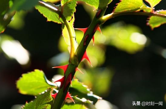 玫瑰月季花