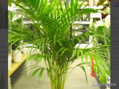 净化室内空气的植物-净化室内空气的植物排名