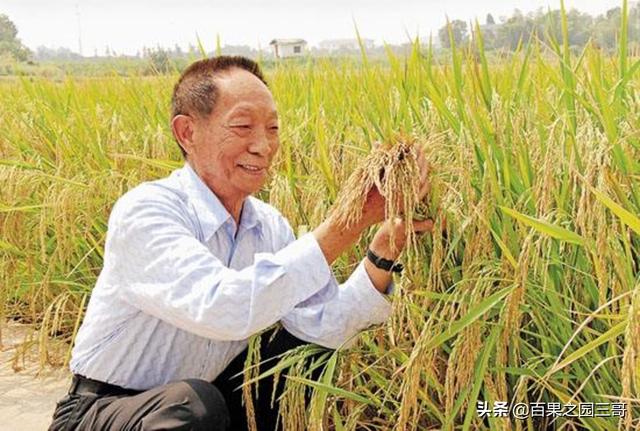 明天武都的天气预报15天（种植水稻首先要考虑自然条件是什么？）