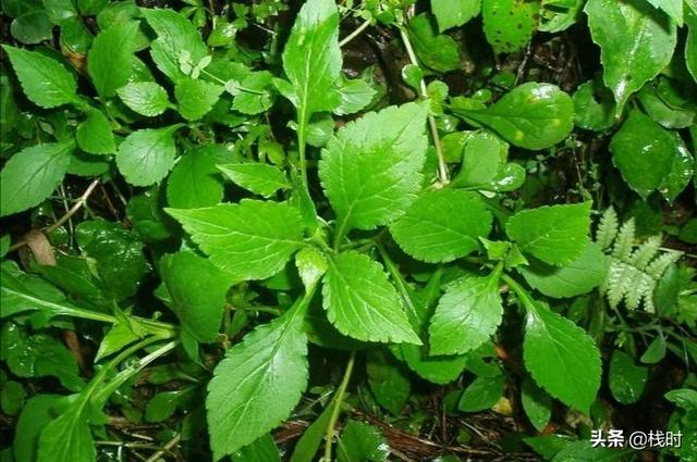 [儿时的味道]什么是童年的味道？