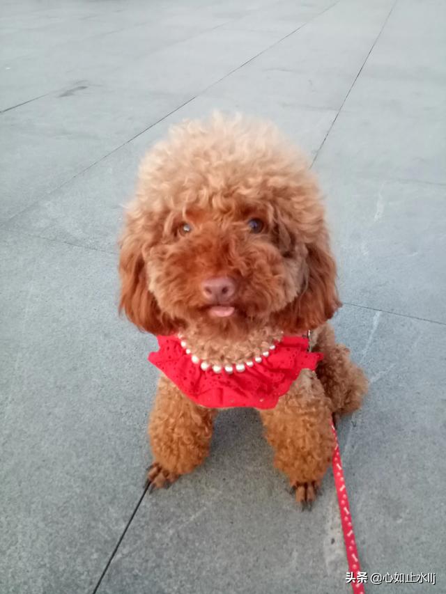 大家的狗狗都让上沙发和床吗,第6张