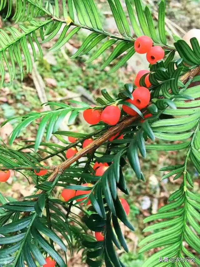 高山菜做法家常做法大全(图10)