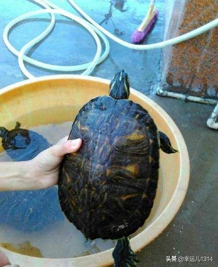 求巴西龟的饲养方法和注意事项（怎么养巴西龟如何正确饲养巴西龟更健康）