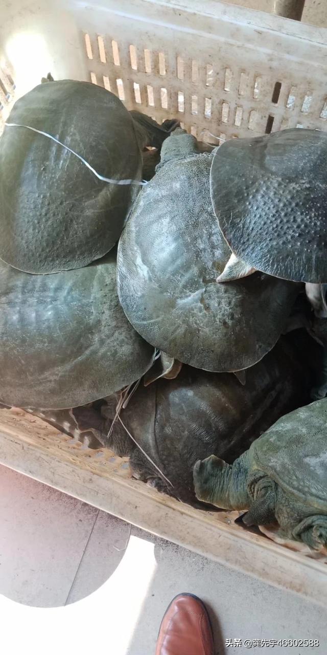 家庭如何养殖巴西龟