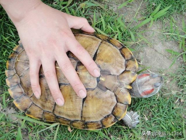 怎么养巴西龟如何正确饲养巴西龟更健康